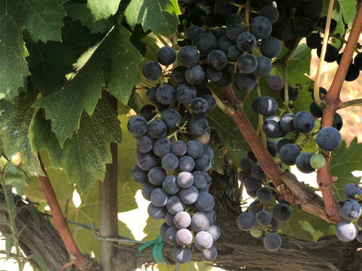 Agriturismo Pieve De Pitti Terricciola Екстериор снимка