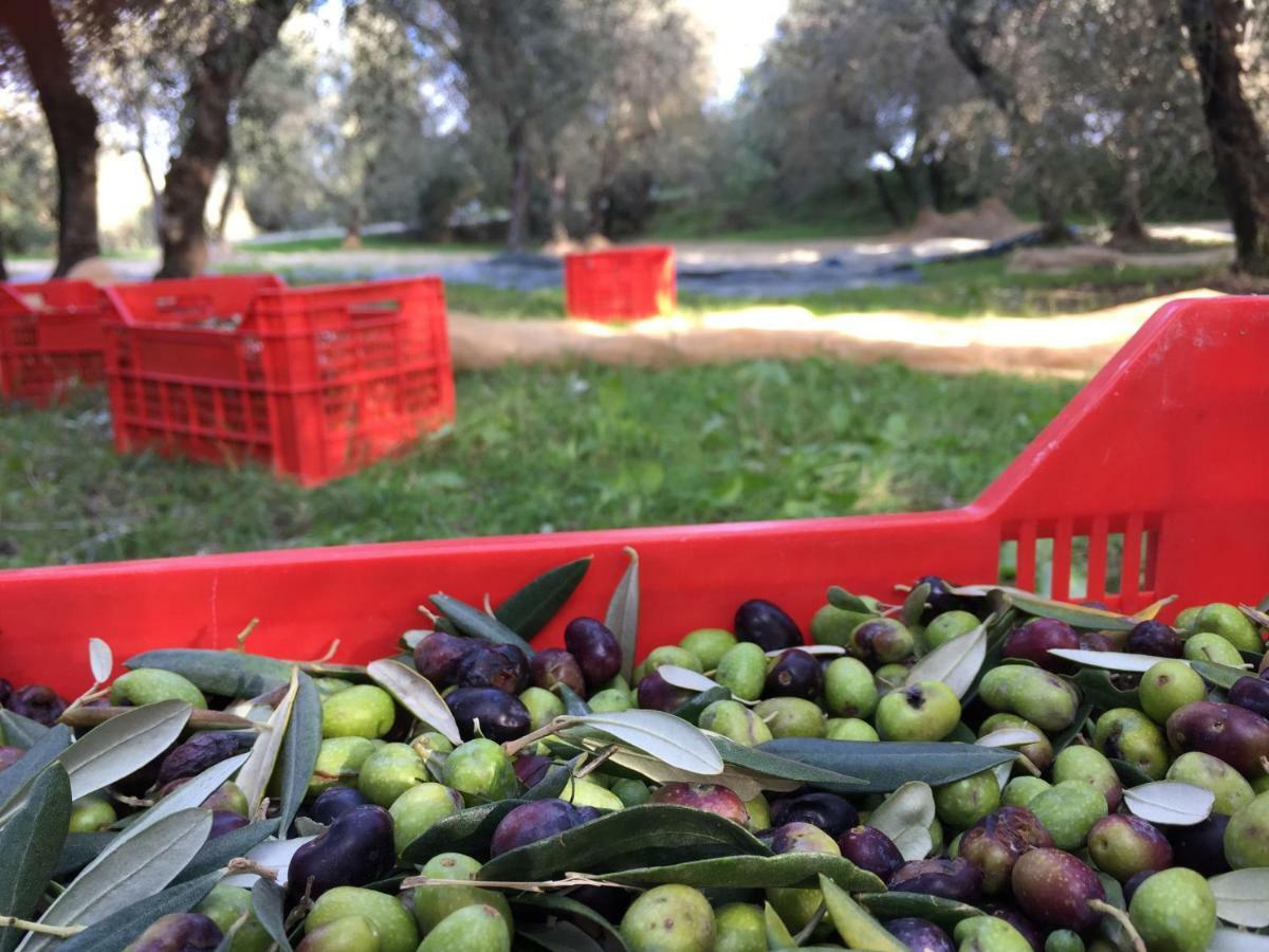 Agriturismo Pieve De Pitti Terricciola Екстериор снимка