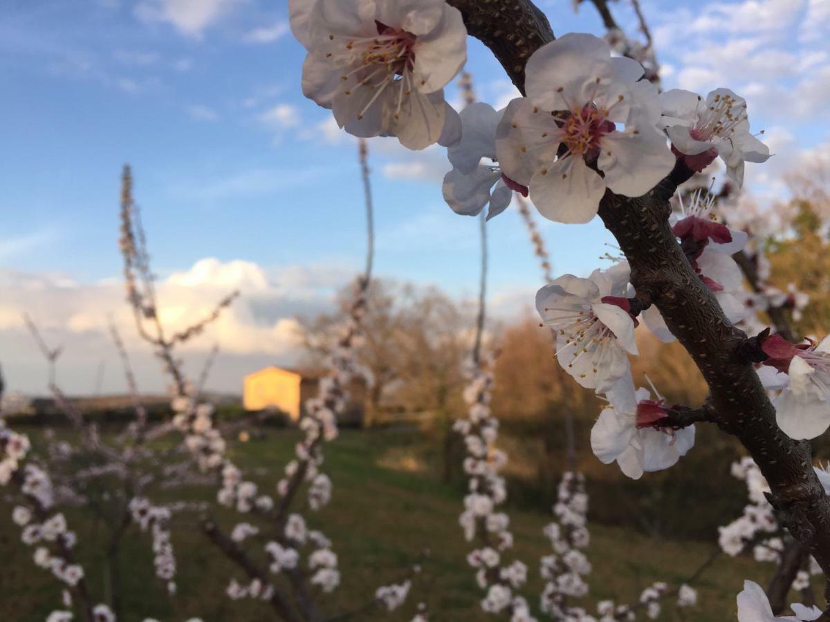 Agriturismo Pieve De Pitti Terricciola Екстериор снимка
