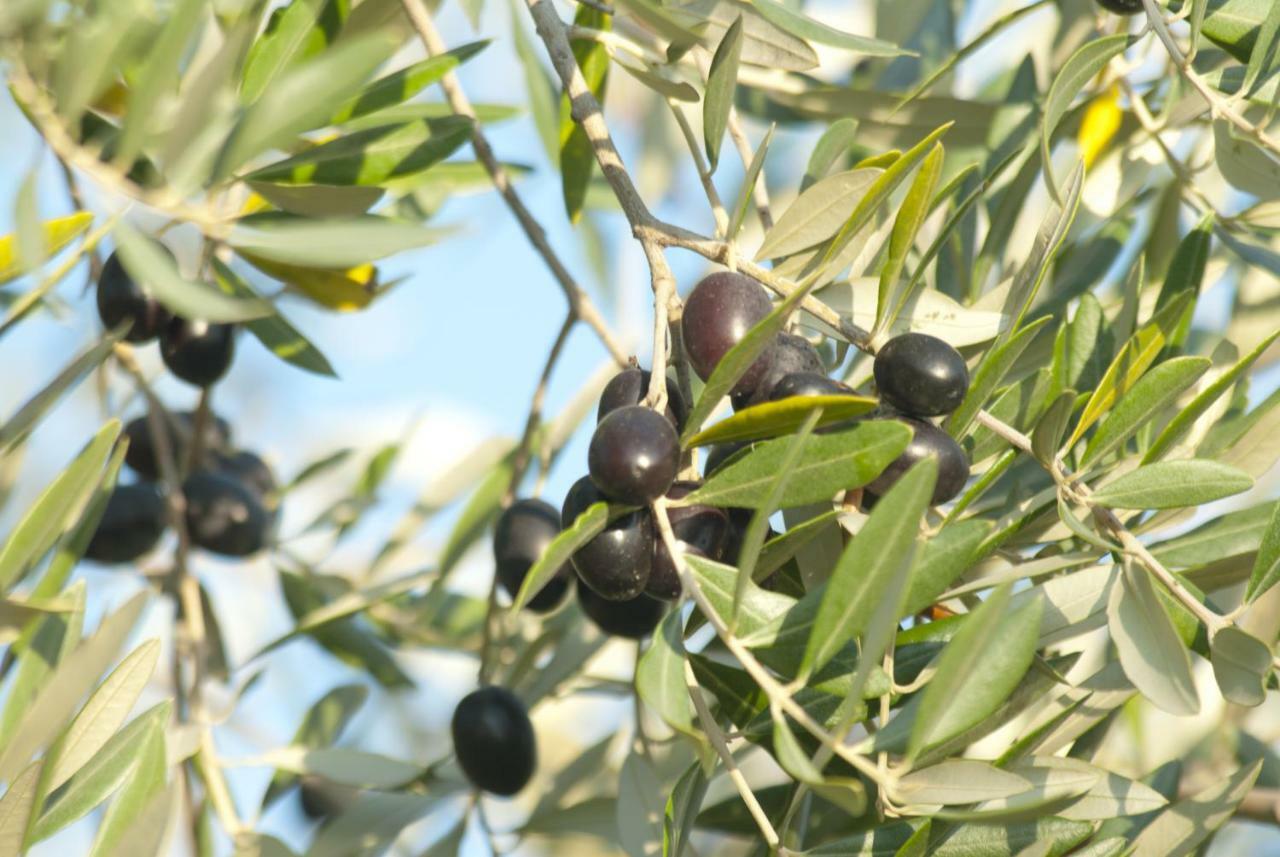 Agriturismo Pieve De Pitti Terricciola Екстериор снимка